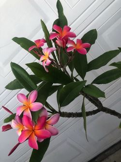 PLUMERIA PLANT 🪴 FULLY ROOTED AND BLOOMING 5 FT TALL