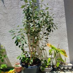 Large Pineapple Guava Fruit Tree (Feijoa)