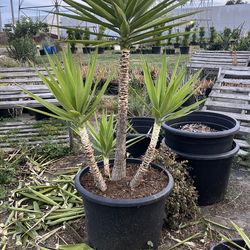 Spineless yucca