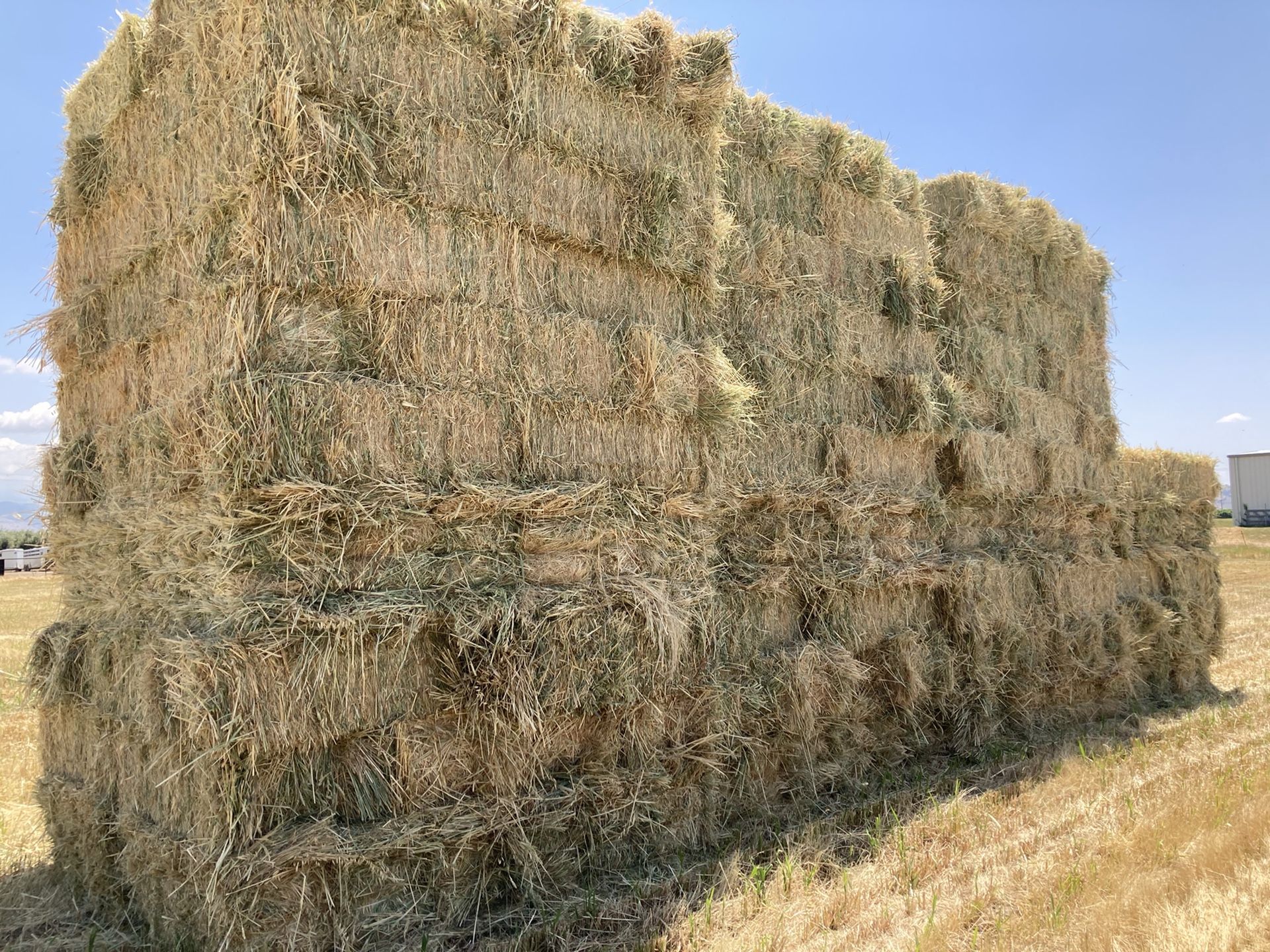 3-Way Hay  Oat/Wheat/Barley 