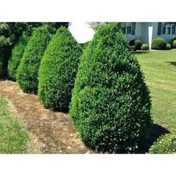 2.5gal Japanese Holly Steed $15 Each