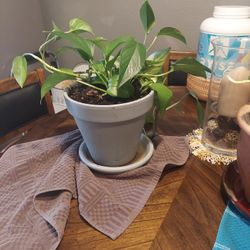 Philadelphia plant