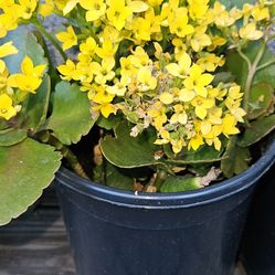 Kalanchoe Plant one Gallon