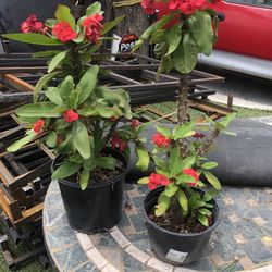 Crown Of Thorns Succulent 