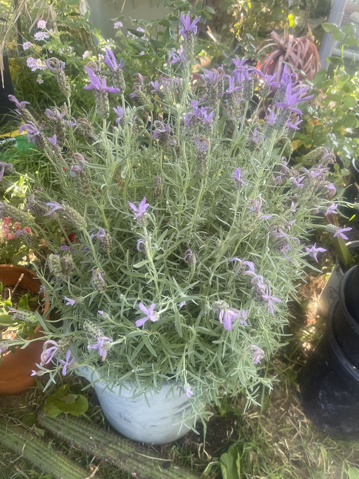 Lavender $25 Plant