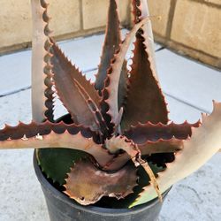 Candelabra Aloe Succulent Plant (1-Gallon Pot)
