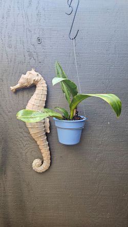 An uncommon plant for Collectors: Philodendron Crassinervium the climbing sword.