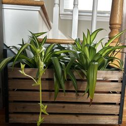 Spider Plants 