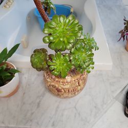 Succulent Plant In Ceramic Pot
