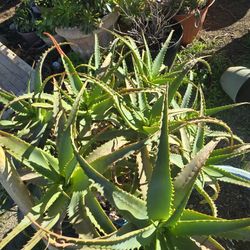 Aloe / Succulents 