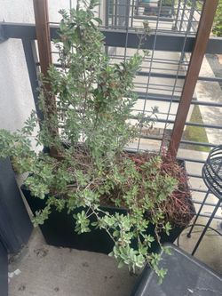 Patio planter