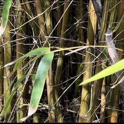 Privacy Hedge Clumping Bamboo