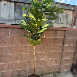 Fiddle Leaf Fig