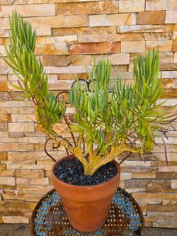 Desert Plant
