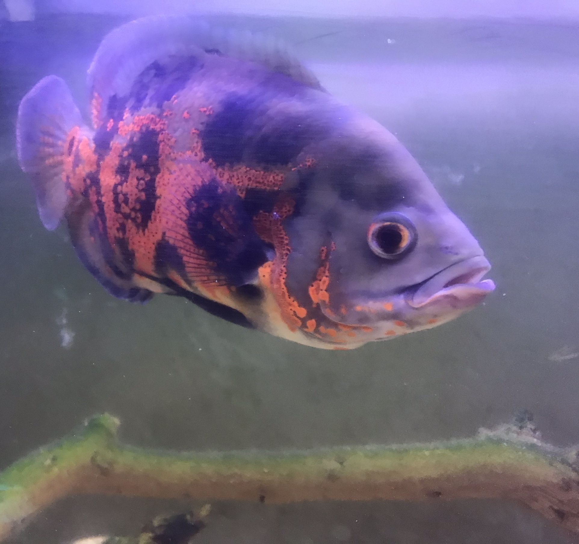 Oscar Fish 