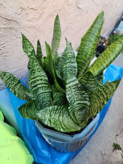 Plants lengua de suegra