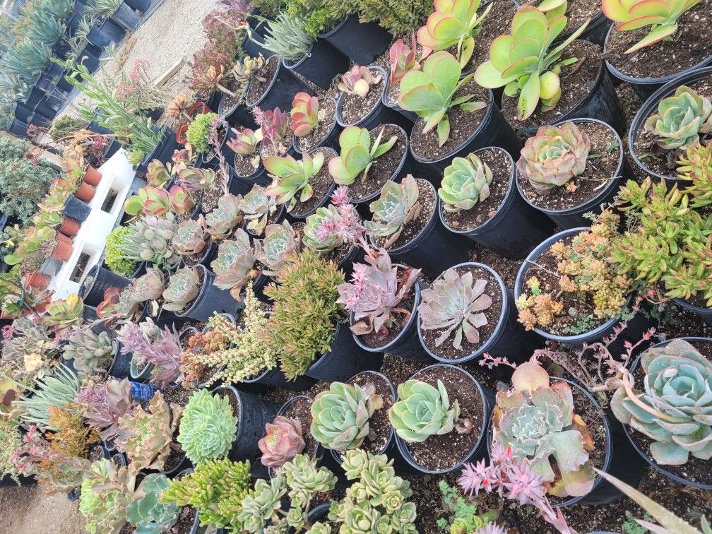 Succulent & Echeverias
