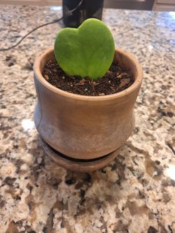 HOYA KERRII aka Sweetheart Hoya