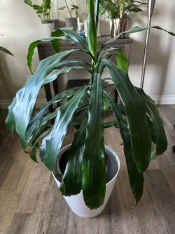 Beautiful plant