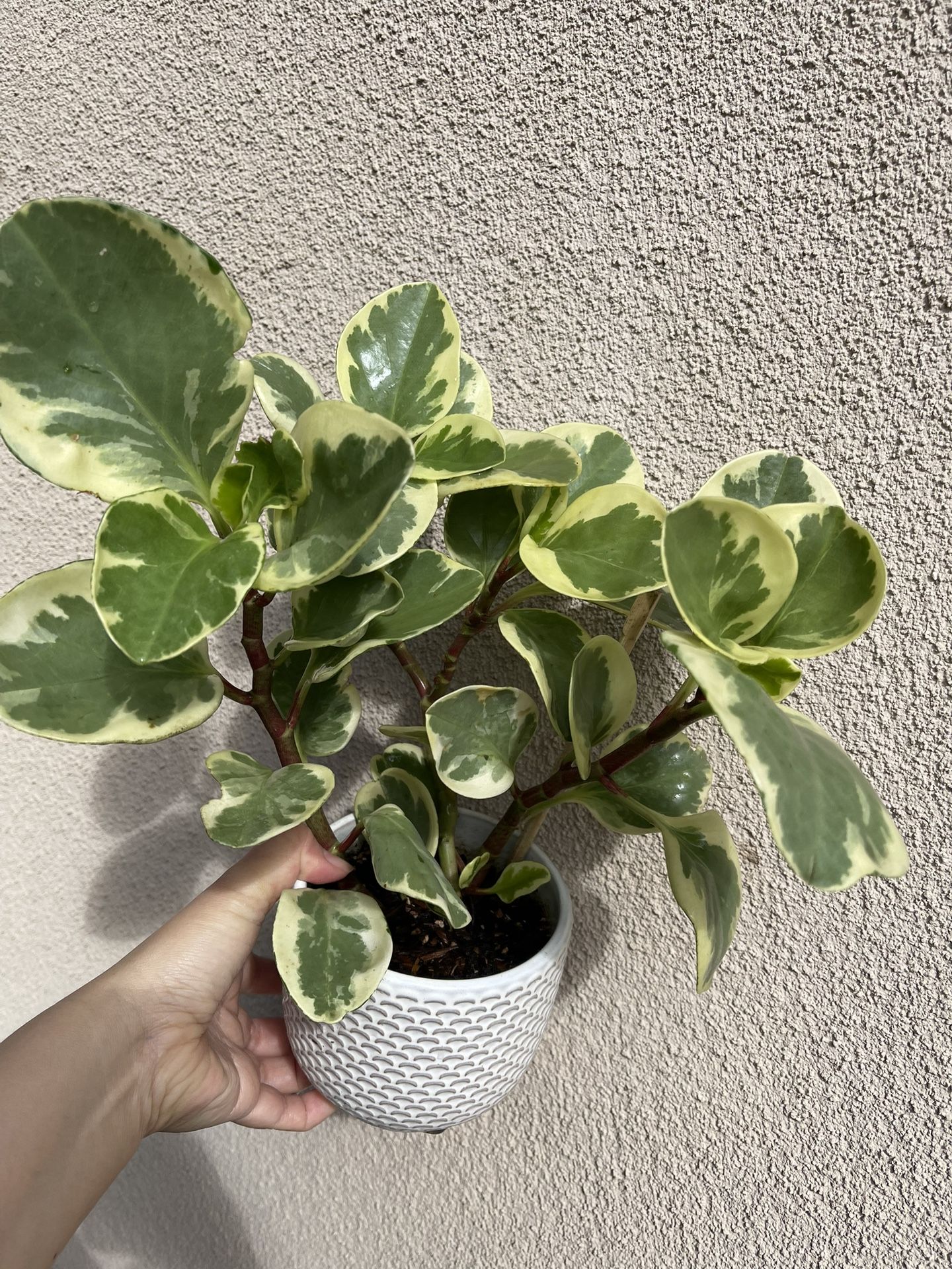 Beautiful Variegated Pepperomia Plant With Pot