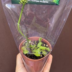 3” venus flytrap