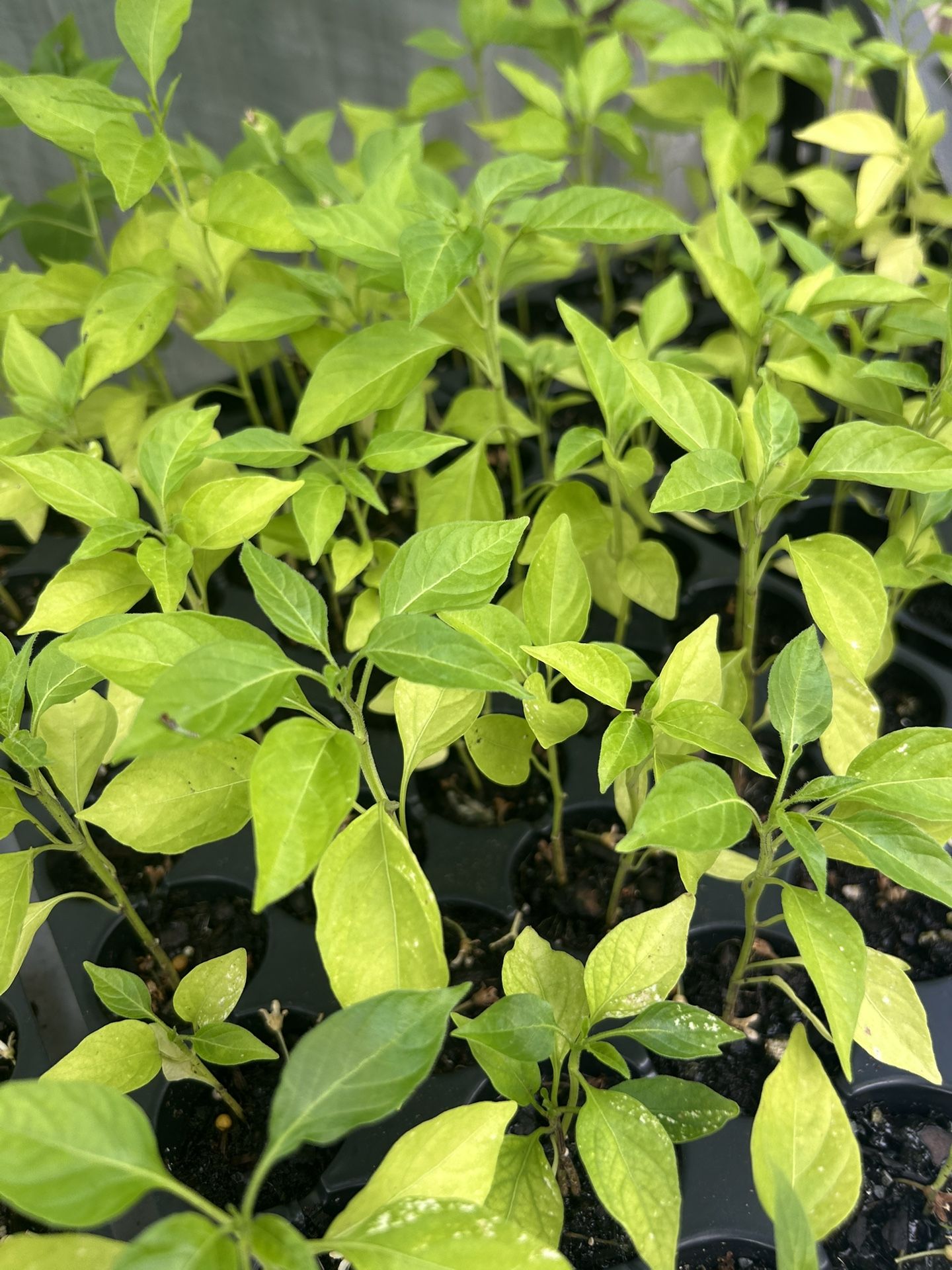 Scotch Bonnet Pepper