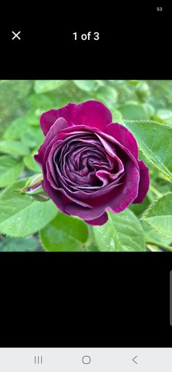 Assorted rose trees and shrubs