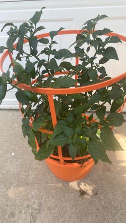 Jalapeño