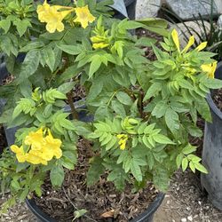 Full Of yellow Blooms