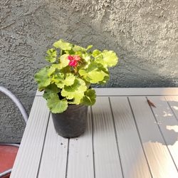 Well rooted Geranium Plants 