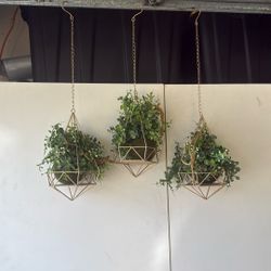 Hanging Plants