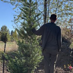 Leyland Cypress Trees