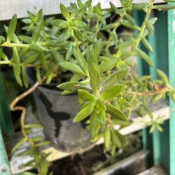 Suculenta