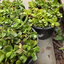 Jade Plants 