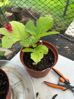White Marseilles and Italian Honey fig trees