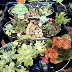 PLANT SALE.  EASTER GIFTS. SAN LORENZO SKYLINE SUCCULENTS $4 AND UP