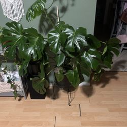 Monstera Plant