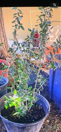 3 foot tall olive trees multiple trunk $35￼