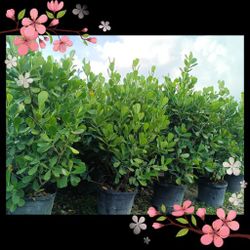 Beautiful Clusia Privacy Hedge Plants 15gl $40🌿🌿🌿