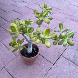 Jade Plant Succulents Flower In Clay Pot Home Patio Yard Garden Lawn Landscape Design 