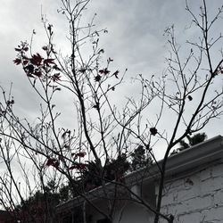 Mature Japanese Maple Tree – You Dig & Haul