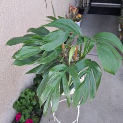 XLG Rhaphidophora Decursiva "Dragon Tail " Plant $65
