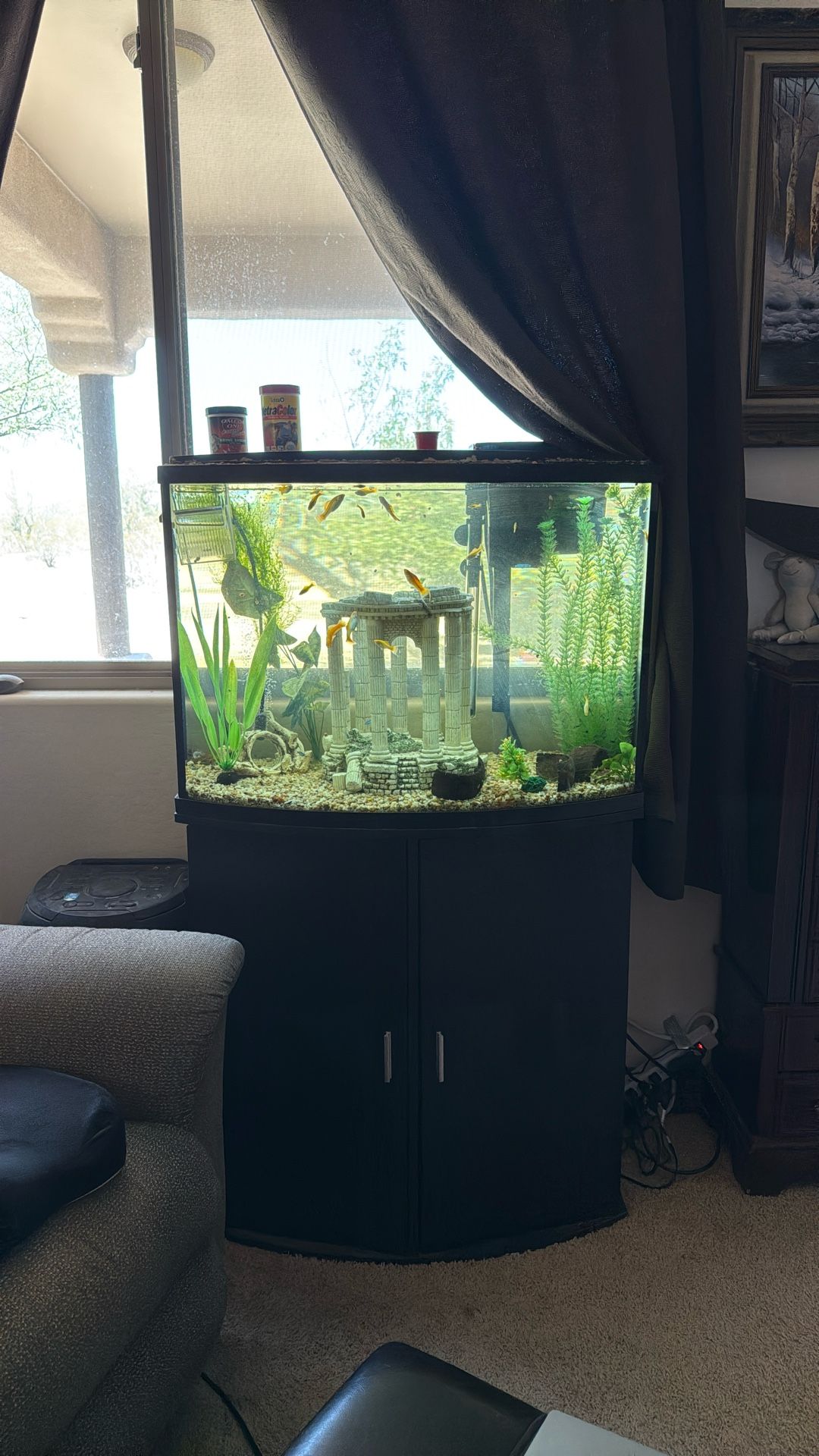 Free 36 Gallon Tank With Fish