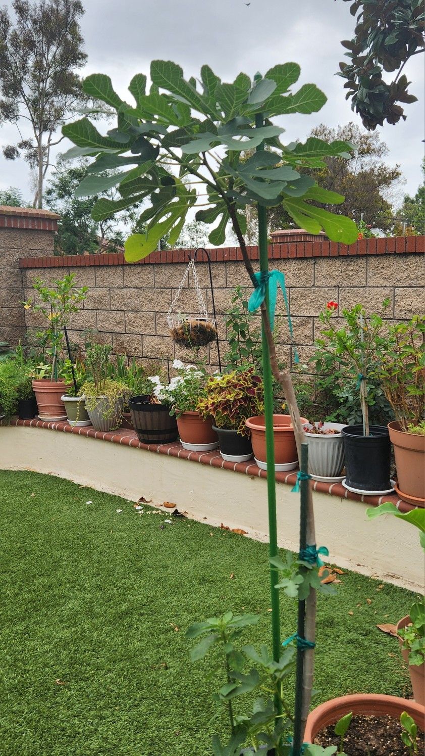 White Fig Tree