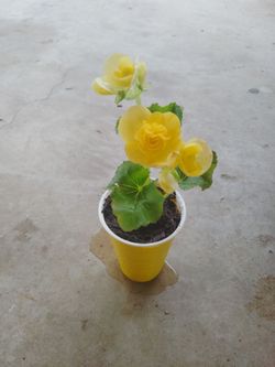 planta de begonia $5