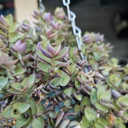 HANGING  PLANT