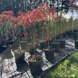 Japanese Maple And regular Maples 