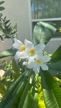 Plumeria blanca