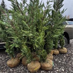 Leland, Cypress, Green Rocket Trees