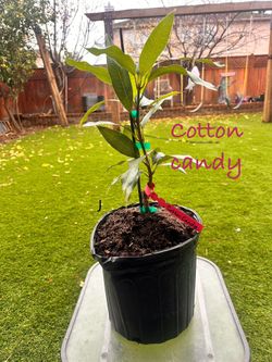Cotton Candy Mango Grafted